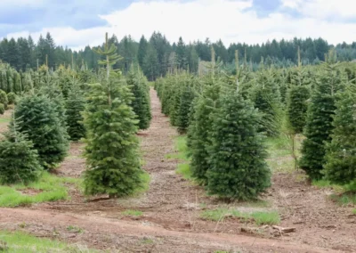 Plantation de sapins Nordmann alignés sur des rangées dans une ferme de culture, entourée de forêts et d'un ciel nuageux.