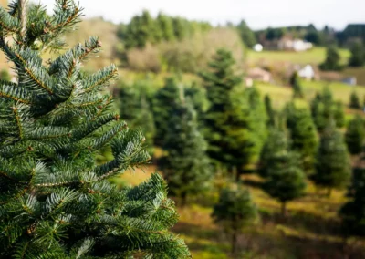 Champ de culture de sapins de Noël avec un sapin Nordmann au premier plan et une plantation verdoyante en arrière-plan.