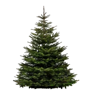 Sapin Nordmann